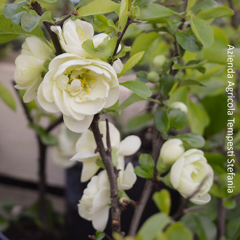 Chaenomeles Speciosa Kinshiden