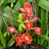 Chaenomeles Speciosa Crimson and Gold