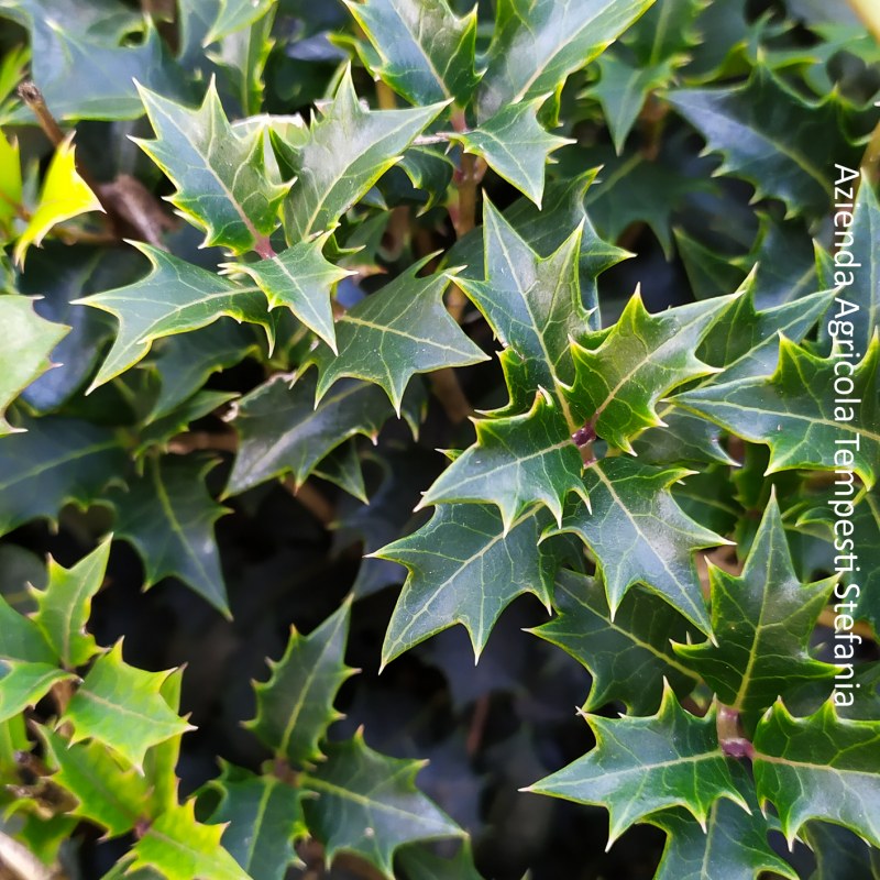 Osmanthus Armatus