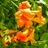 Bignonia campsis radicans