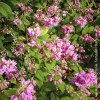 Deutzia Touirbillon Rouge