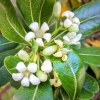 Pittosporum Tobira