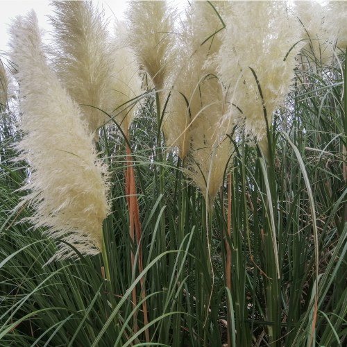 Cortaderia Selloana