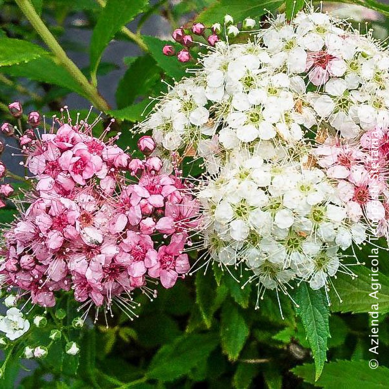 Spiraea Shirobana