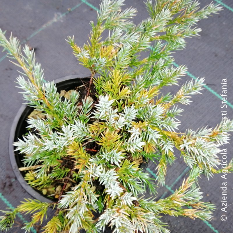 Juniperus Blue Carpet