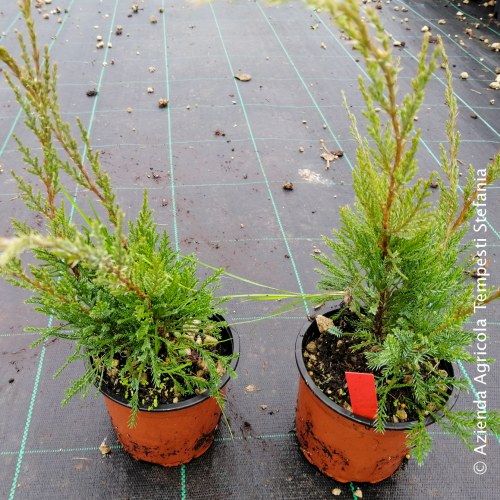 Juniperus Mint Julep