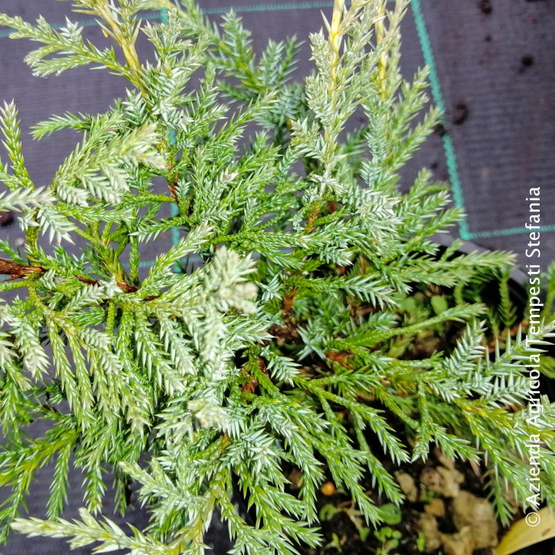 Juniperus Pfitzeriana Aurea