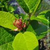 Calycanthus floridus