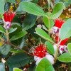 Feijoa Sellowiana