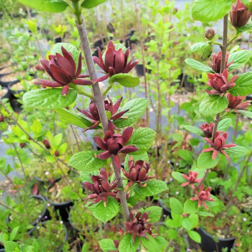 Calycanthus floridus