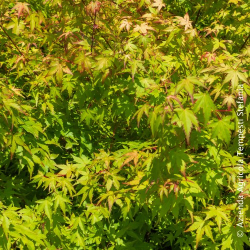 Acer Palmatum