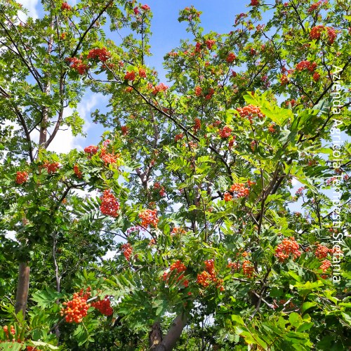 Sorbus aucuparia