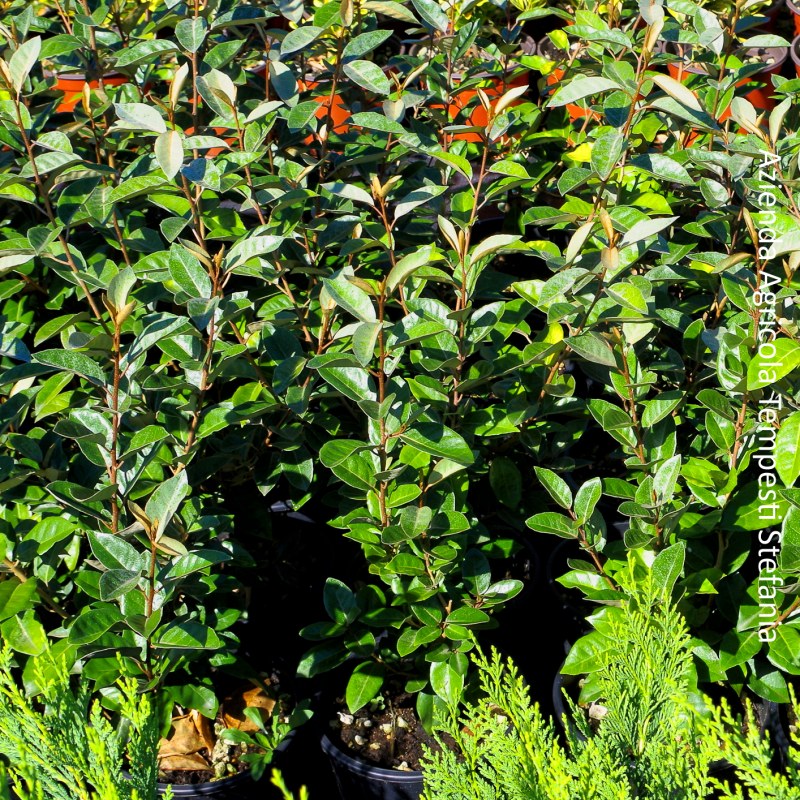 Pianta alloro - Piante da Giardino - Caratteristiche della pianta