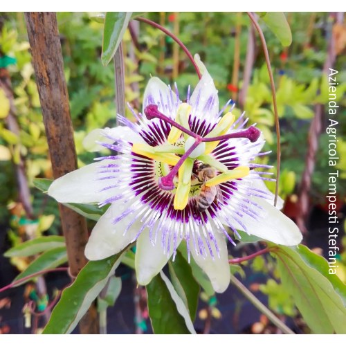 Passiflora Caerulea