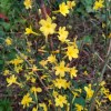 Jasminum Nudiflorum