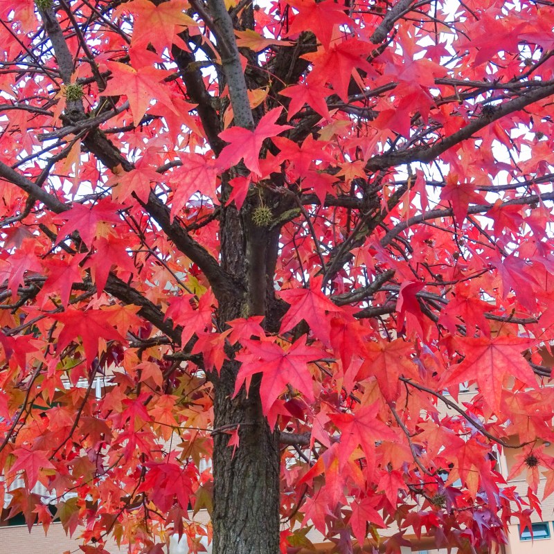 segatura per il giardino. trama della corteccia d'albero che giace a terra.  sfondo da una corteccia di albero con piccoli fiori rossi e foglie gialle  in autunno 4543099 Stock Photo su Vecteezy