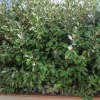 Siepe di feijoa