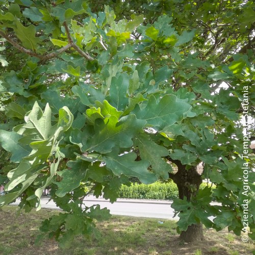 Quercus Robur