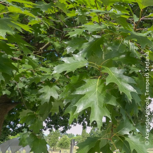 Quercus Rubra