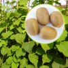 Kiwi Actinidia Deliciosa