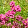 Lagerstroemia Indica rosso