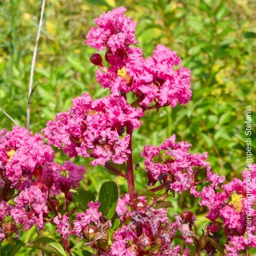 Lagerstroemia Indica