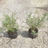 Salix purpurea nana