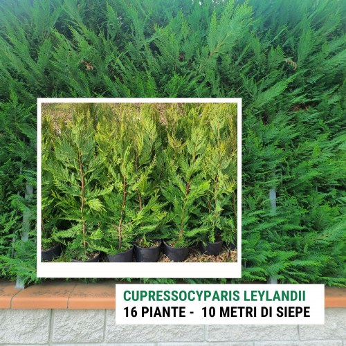 Siepe Cupressocyparis leylandii - 10 metri