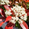 Photinia Red Robin