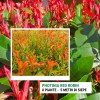 Photinia Red Robin