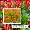 Photinia Red Robin