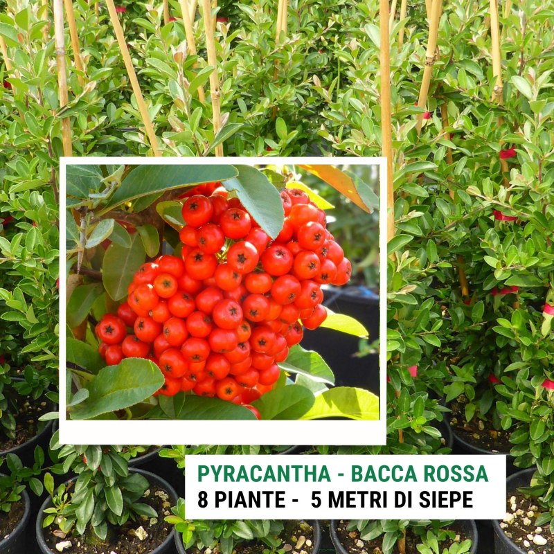 pyracantha ventoux red