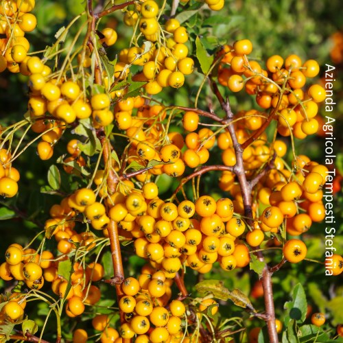 Pyracantha Giallo