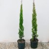 Cupressus Sempervirens Totem