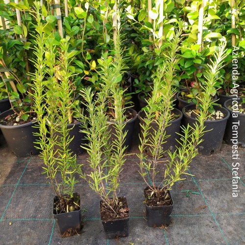 Rosmarino officinale