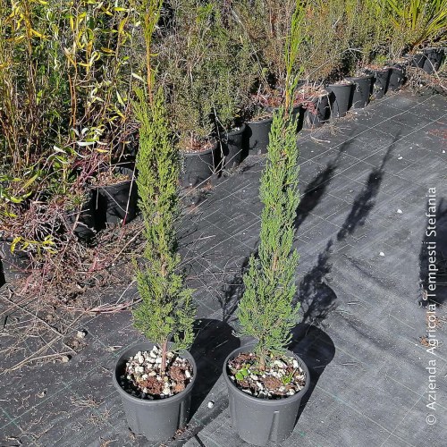 Cupressus sempervirens