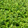 Ligustrum Japonicum