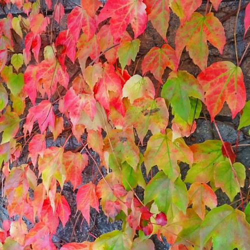 Parthenocissus tricuspidata