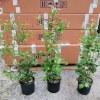 Ligustrum Japonicum