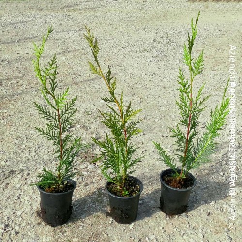 Cupressocyparis leylandii - altezza 20/30 cm, vaso 8