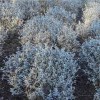 Teucrium Fruticans