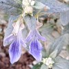Teucrium Fruticans