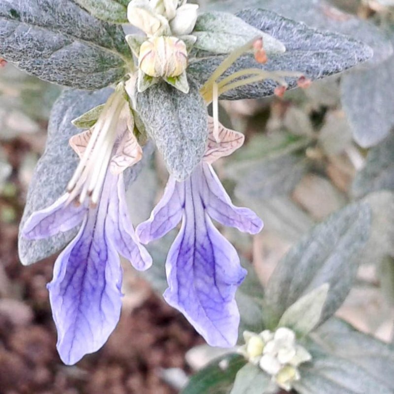 Teucrium Fruticans