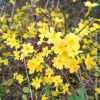 Jasminum Nudiflorum