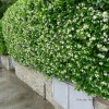 Rhyncospermum Jasminoides