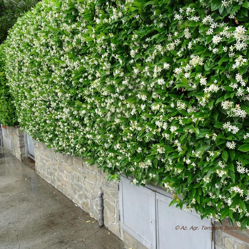 Rhyncospermum Jasminoides