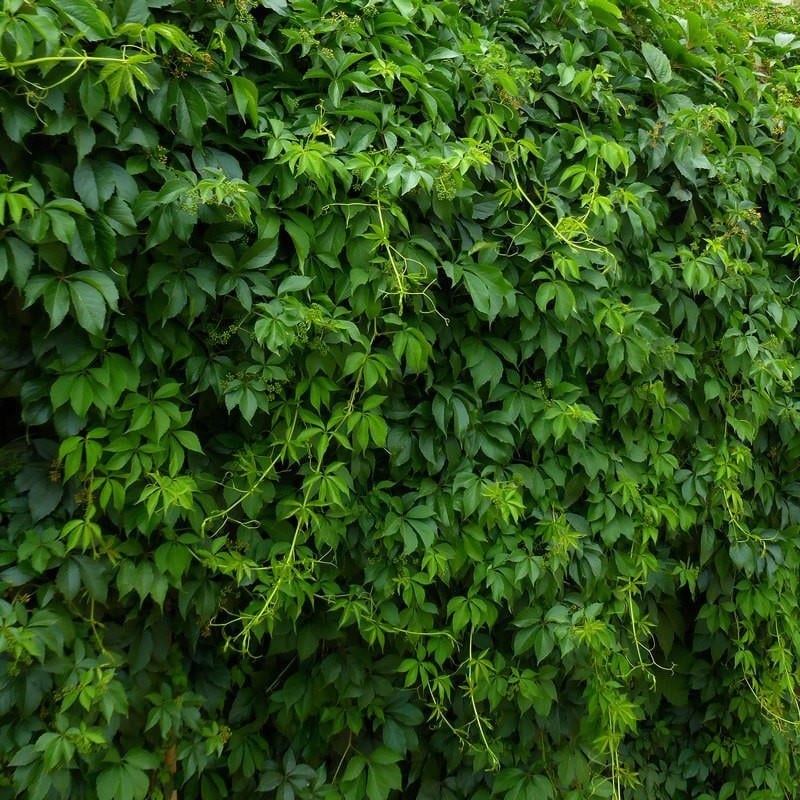 Parthenocissus Quinquefolia