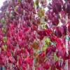 Parthenocissus Quinquefolia