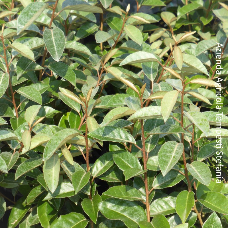Eleagnus Ebbingei - Altezza 40-60 cm, vaso 13