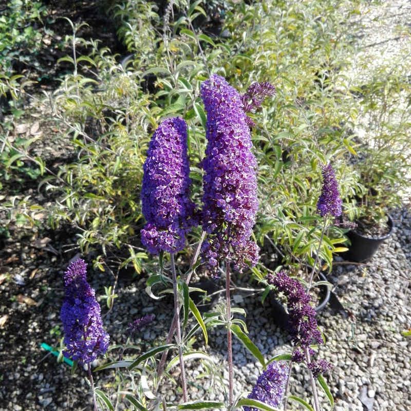 Buddleja Empire Blue